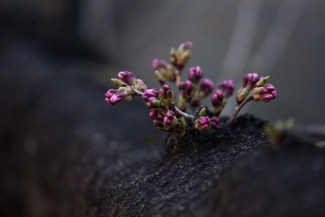 Close-up of pink budding flowers growing from tree bark, highlighting natural beauty during springtime. Suitable for nature-related content, gardening websites, wallpapers, and environmental campaigns.