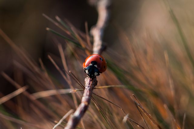 Ladybug crawling on a twisted dry plant stem in natural surroundings. It is used in educational materials about insects, nature-themed blogs, environmental conservation campaigns, or presentations on biodiversity and insect behavior.