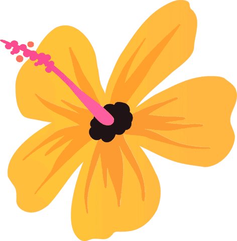 yellow hibiscus on transparent backdrop with vibrant pink stamen - Download Free Stock Videos Pikwizard.com