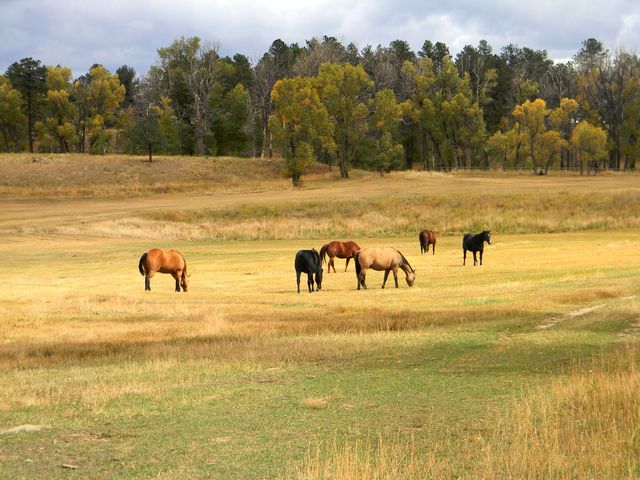 Horses Grazing in Scenic Autumn Meadow with Trees - Download Free Stock Photos Pikwizard.com