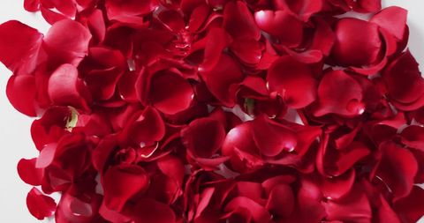 Romantic Red Rose Petals Scattered Aesthetic - Download Free Stock Images Pikwizard.com
