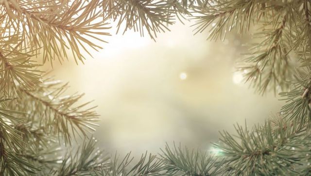 Sunlit pine branches framing warm bokeh core with dew droplets, evergreen macro closeup