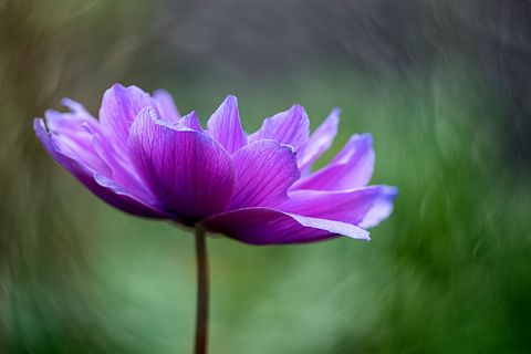 Close-up of Purple Flower with Soft Green Background