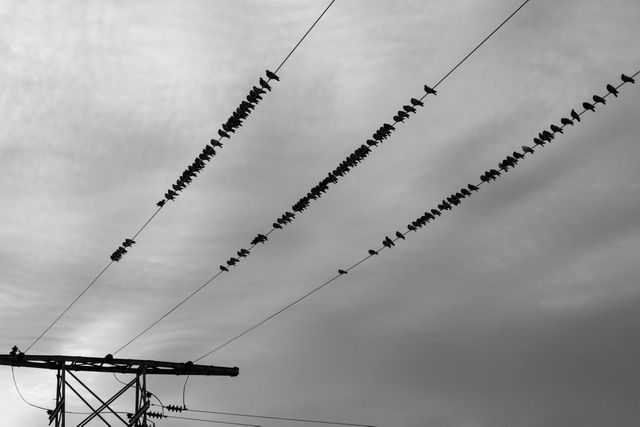 This black and white photo depicts numerous birds perching on power lines against a grey sky. The image captures the simplicity and beauty of nature interacting with urban infrastructure. Ideal for themes of coexistence between nature and city life, environmental observation, or can be used in minimalist design projects.