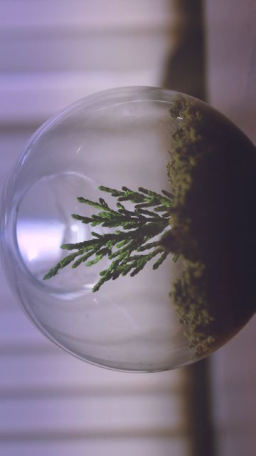 Small plant growing inside glass terrarium with moss, creating a peaceful, compact indoor garden. Ideal for modern home decor, minimalist setups, or eco-friendly gardening concepts. Can be used for design inspiration, indoor gardening ideas, and lifestyle articles related to home decoration, sustainability, and DIY projects.