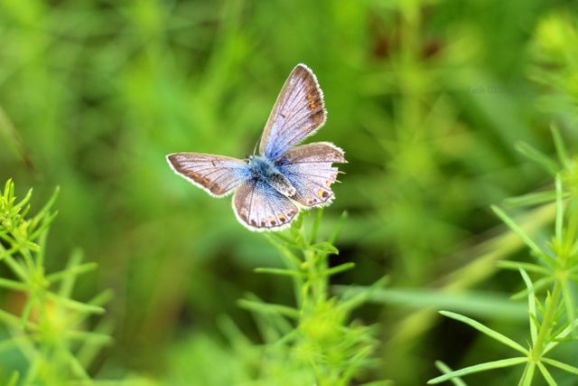 Close-up of a Blue Butterfly Resting on Green Plant in Natural Habitat - Download Free Stock Photos Pikwizard.com
