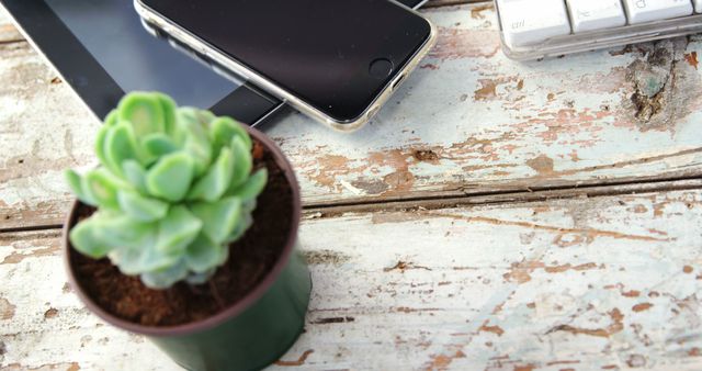 A small green succulent plant in a pot sits on a weathered wooden surface next to a smartphone and a keyboard, with copy space. The arrangement suggests a casual, modern workspace with a touch of nature.