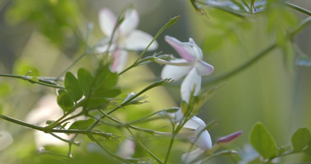 Delicate white and pink jasmine flowers with green leaves, ideal for nature and garden themes. Perfect for use in gardening blogs, floral catalogs, and environmental content. Highlights the beauty of natural flora in outdoor settings.
