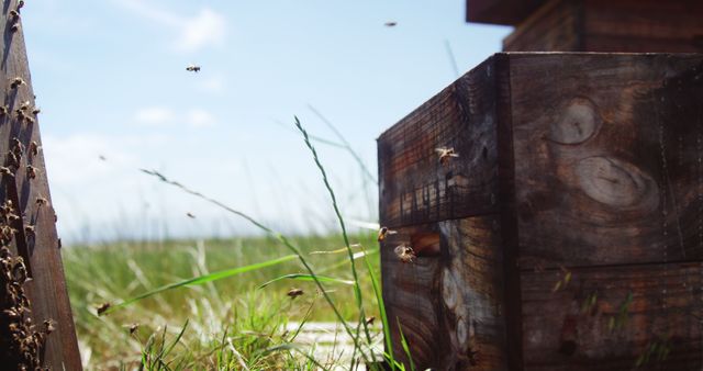 This captivating image shows a wooden beehive with bees flying around in a green meadow. The clear blue sky and lush grass enhance the natural setting, making it ideal for content related to beekeeping, environmental conservation, sustainable farming, and the importance of pollinators in agriculture.
