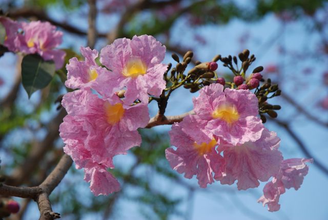 Close-Up of Pink Tabebuia Blossoms on Tree Branch - Download Free Stock Photos Pikwizard.com