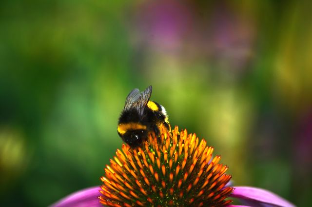 Bumblebee collecting nectar from a vibrant bloom, perfect for use in presentations on pollination, wildlife conservation, environment, gardening, and nature education materials.