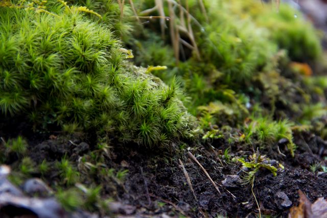 Close-Up of Moss and Soil in Forest Underbrush - Download Free Stock Photos Pikwizard.com