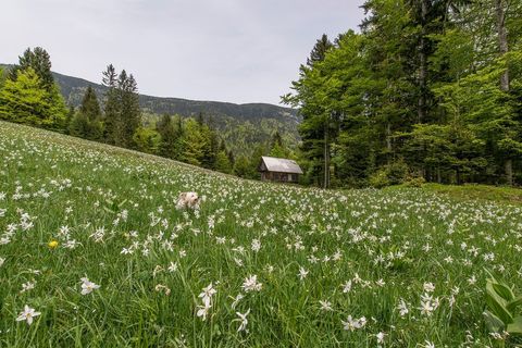 Idyllic Spring Meadow with Wildflowers and Rustic Cabin