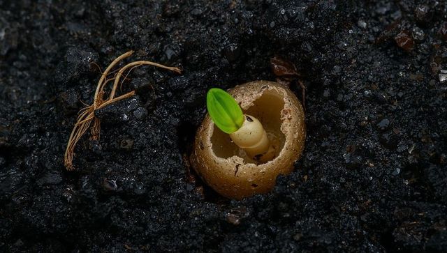 Germinating seedling pushing through cracked amber seed shell in moist dark soil macro