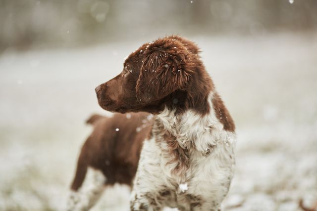 Featuring a brown and white dog playing outside during snowfall. This image highlights the beauty of winter and joyful moments pets have in the snow. Ideal for use in articles and advertisements focused on pets, winter weather, seasonal activities, and outdoor fun.