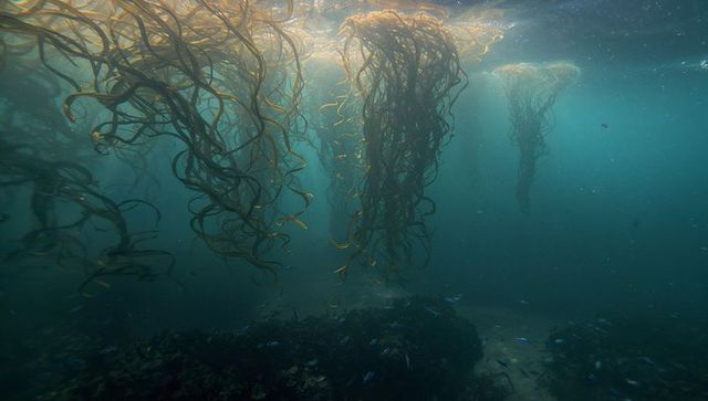 Sunlit giant kelp forest vertical columns rising toward surface with schools of fish