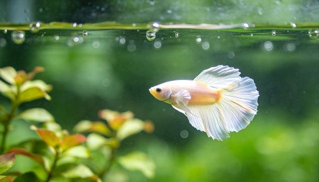 Pale yellow betta swimming with flowing translucent fins in planted aquarium