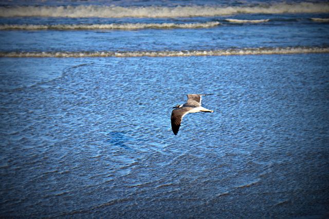 Seagull flying low over blue ocean waves on a sunny day, showcasing peaceful natural scenery. This can be used in content about marine life, coastal experiences, travel, birdwatching, or nature conservation.