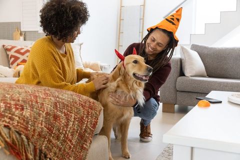 Couple smiling while petting golden retriever in halloween costume in cozy sunlit living room