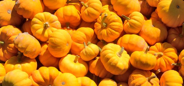 Pile of Small Bright Orange Pumpkins in Sunlight - Download Free Stock Photos Pikwizard.com
