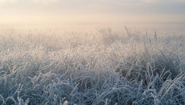 Frost-laced meadow at dawn with glittering seed heads, hoarfrost crystals and soft pastel light