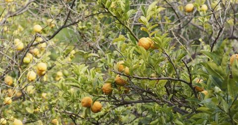 Ripening Lemon Tree Canopy Showing Golden Fruit, Sunlit Glossy Leaves and Twisted Branches