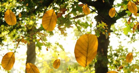 Sunlit Autumn Leaves Gently Falling in Forest - Download Free Stock Images Pikwizard.com