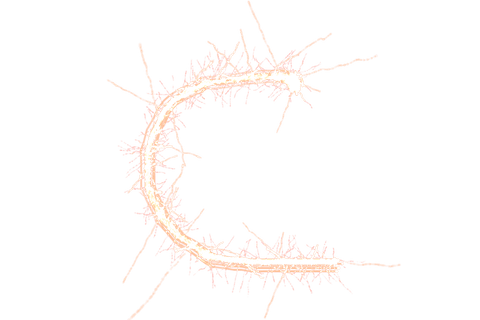 decorative letter c on transparent background with furry design - Download Free Stock Videos Pikwizard.com