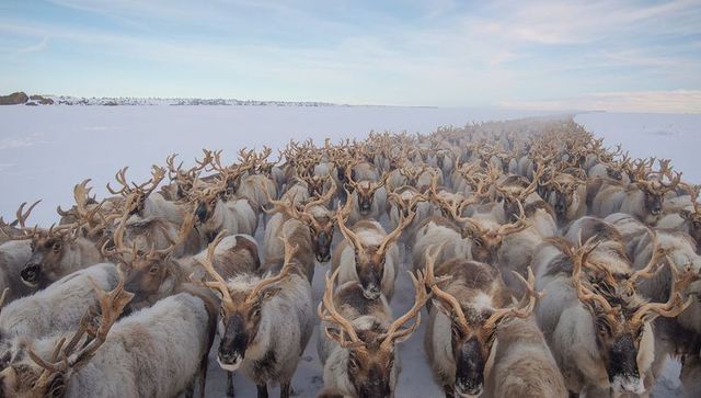 Dense herd of reindeer crossing snowy tundra with majestic antlers and wide horizon