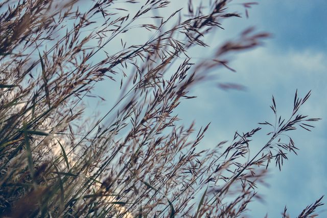Tall grasses gently blowing in the wind against a blue sky. Great for conveying tranquility, nature themes, and the serene outdoors. Ideal for use in environmental blogs, nature magazines, and peaceful background images for presentations.
