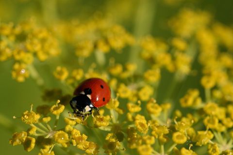 Ladybug crawling on yellow wildflower cluster