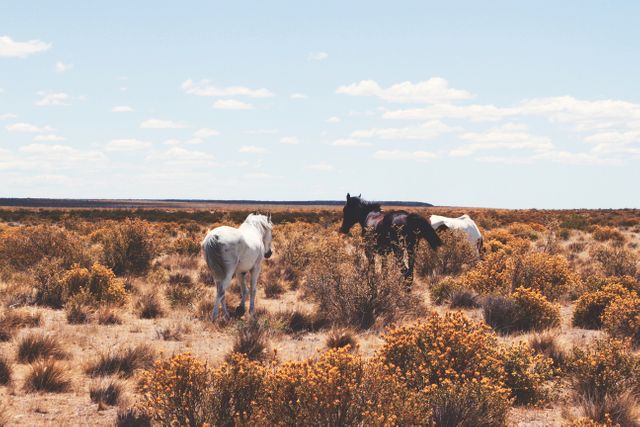 Wild Horses Grazing in Desert Landscape with Horizon Background - Download Free Stock Photos Pikwizard.com
