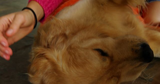 Golden Retriever laying down while a person is petting it, indoors. Scene highlights the comfort and companionship between the pet and owner. Can be used for pet care, animal welfare, companionship, relaxation, and cozy home environment themes.