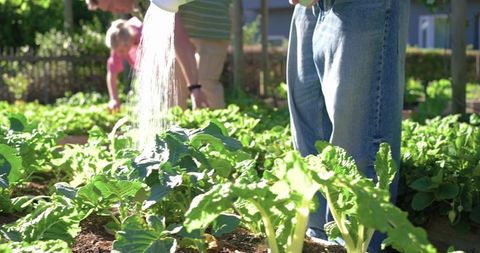 African american family watering backyard vegetable garden, tending leafy greens in sunlight