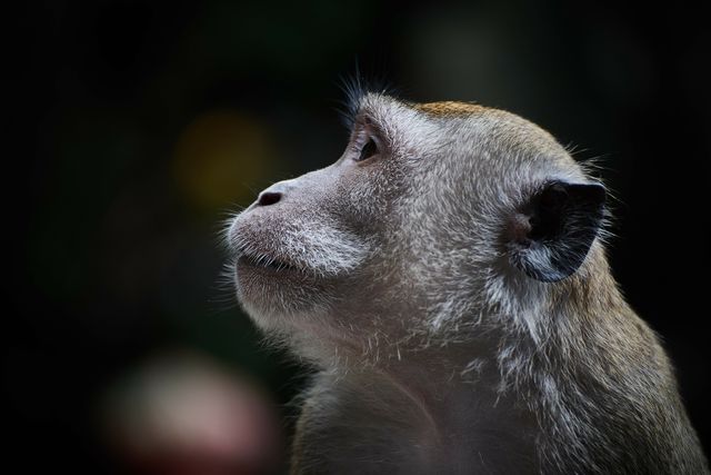 Pensive monkey looking upwards creates an emotional and thoughtful connection. Suitable for wildlife documentaries, animal behavioral studies, educational materials on primates, environmental conservation campaigns, and nature illustrations.