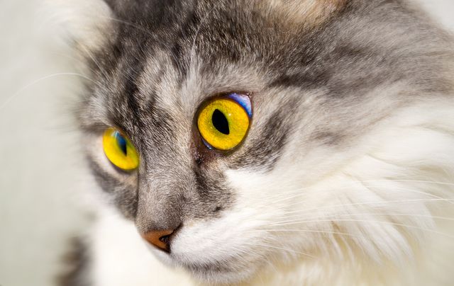Close-up view of a fluffy gray cat with striking yellow eyes and white fur. Ideal for use in pet care and veterinary advertisements, blogs about cats, or animal-themed social media posts. Can also be used for marketing material aimed at pet owners.