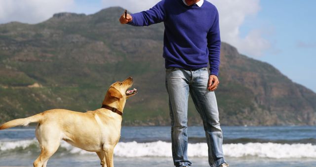 Man in blue sweater training Labrador on sandy beach, mountains in background. Dog looking attentively at treat. Perfect for promoting pet care, training services, outdoor activities, dog-friendly locations.