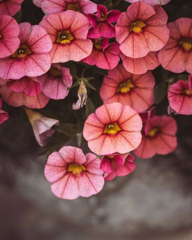 Coral Pink Petunia Cluster Blooming with Golden Centers and Soft Blurred Background