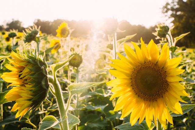 Sunflowers are basking in sunlight during warm summer day. Ideal for themes related to nature, agriculture, beauty of rural landscapes, and the vibrancy of summer. Suitable for backgrounds, advertisements, articles, and websites highlighting growth, energy, and positivity.
