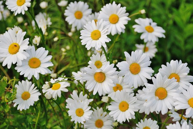 White daisies with yellow centers blooming amidst lush green foliage. Ideal for use in projects related to gardening, springtime, nature, floral decorations, and seasonal greetings. Perfect for backgrounds, invitations, and home decor items showcasing natural beauty.
