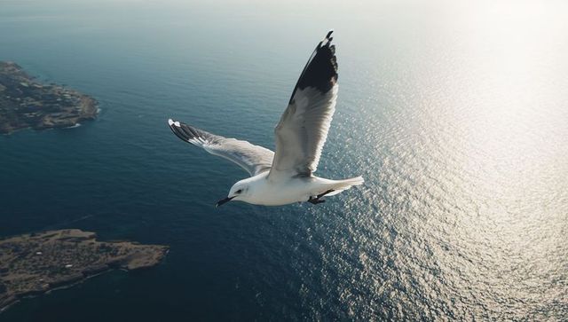 Soaring seagull gliding over sunlit ocean with rocky headlands and coastal horizon