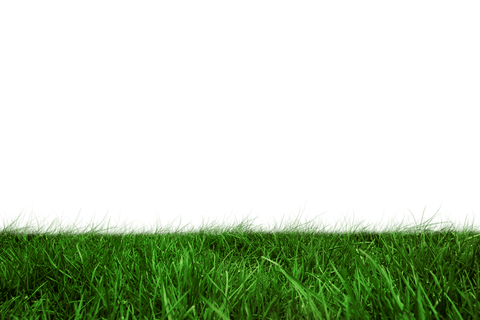Fresh Green Grass on Transparent Background for Nature Projects - Download Free Stock Videos Pikwizard.com