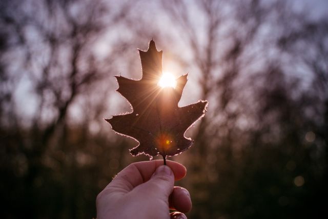 Capturing a hand holding a brown oak leaf with the sun shining through. This evokes themes of nature, tranquility, and the beauty of autumn. Ideal for seasonal promotions, nature lovers' content, and environmental awareness campaigns.