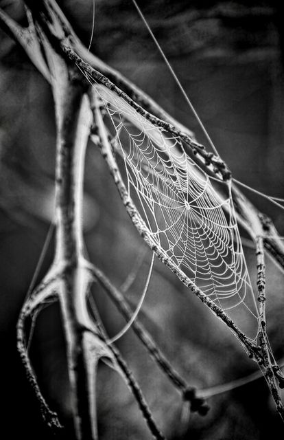 Black and white spider web exhibited on thin, leafless tree branch outdoors. Shows delicate, intricate design in natural setting. Useful for themes related to nature, precision, detailed natural patterns, or even Halloween themes.