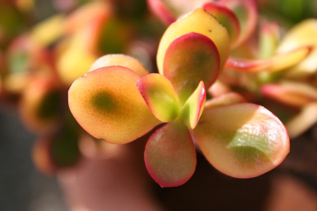 Detailed close-up of succulent leaves showing vibrant colors and textures. Ideal for use in gardening blogs, plant care articles, and nature-themed designs. Can also be used to highlight natural beauty in backgrounds and decorative graphics.