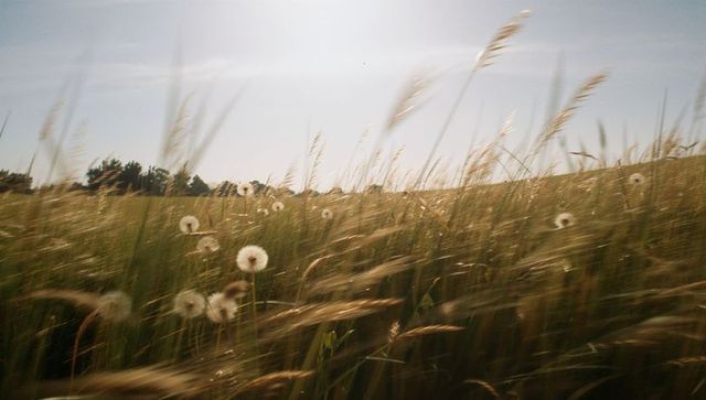 Sunlit meadow with swaying dandelions and tall grass