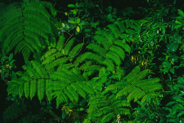Dense green ferns surrounded by vibrant foliage in a forest. Useful for illustrating themes of nature, tropical environments, and plant biology. Ideal for backgrounds, environmental projects, and relaxation scenes.