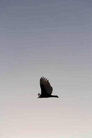Solitary vulture soaring across soft gradient dusk sky with outstretched wings