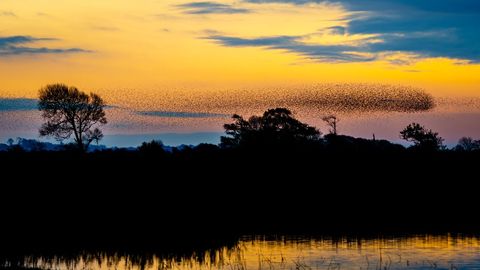 Epic bird murmuration at dusk over serene wetlands