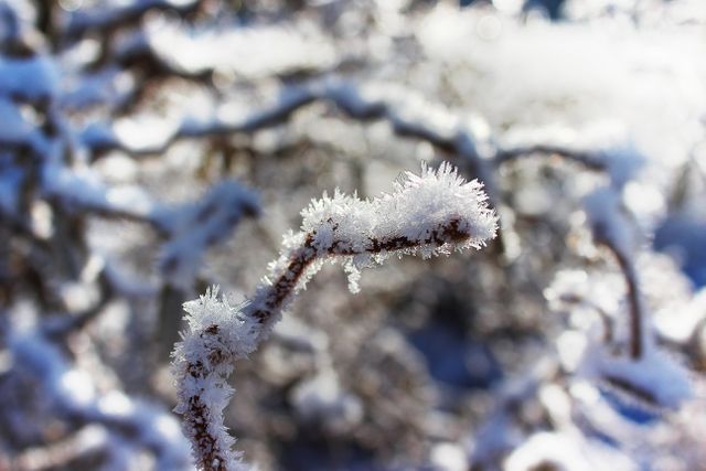 Frost-covered branch in a snowy landscape captures the beauty of winter's chill. Tremendous for exploring winter themes, emphasizing natural beauty, and accentuating the frosty atmosphere in seasonal projects, holiday cards, or nature collections.